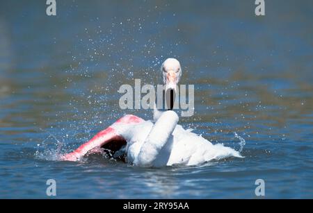 Greater Greater Flamingo (Phoenicopterus ruber roseus), Baden, Camargue, Südfrankreich Stockfoto