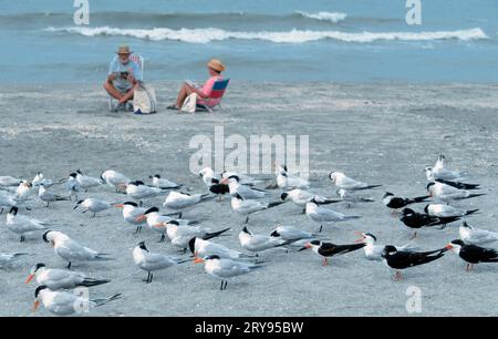 Royale Seeschwalben (Thalasseus maximus) und Skimmer mit schwarzem Rücken, Captive, Royale Tern, schwarzer Skimmer (Rynchops niger), Skimmer mit schwarzem Rücken, Tern, Terns Stockfoto