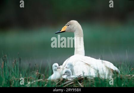 Schwan mit Küken im Nest, Tiveden, Schweden (Cyngus cygnus), Schwan mit Küken im Nest, Schweden, asien, Europa, Tiere, Vogel, Vögel Stockfoto