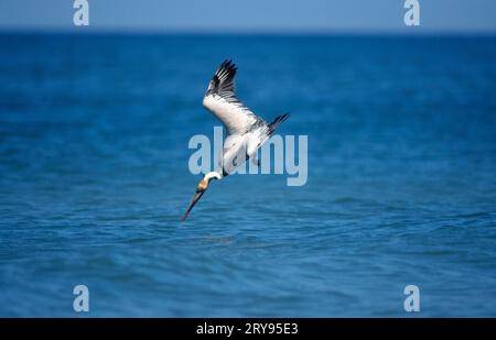 Brauner Pelikan (Pelecanus occidentalis), Sanibe, Island, USA Stockfoto