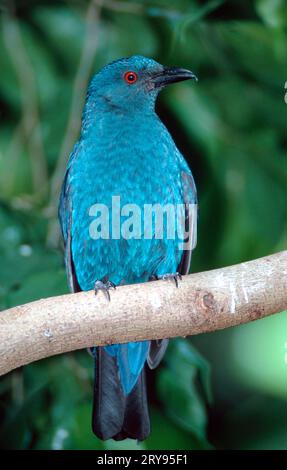 Blauer blauer Blauvogel, weiblich (Irena puella) Stockfoto
