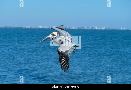 Brauner Pelikan (Pelecanus occidentalis), Sanibe, Island, USA Stockfoto