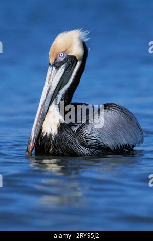 Brauner Pelikan (Pelecanus occidentalis), Sanibe, Island, USA Stockfoto