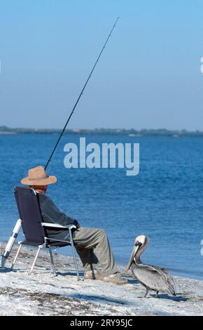 Angler und brauner Pelikan (Pelecanus occidentalis), Sanibe, Island, USA Stockfoto