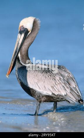 Brauner Pelikan (Pelecanus occidentalis), Sanibe, Page, Island, USA Stockfoto