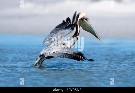 Brauner Pelikan (Pelecanus occidentalis), Jagd, Sanibe, Page, Island, USA Stockfoto