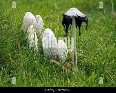 Shaggy Inkcap (Coprinus comatus) aka Anwaltsperücke mit Deliqueszenz, die auf unverbessertem Grasland im Hochland Cumbria, England, Großbritannien wächst Stockfoto