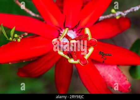 Passiflora coccinea Stockfoto