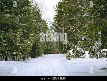 Ein Mädchen in roter Jacke geht einen Weg in einem Kiefernwald entlang Stockfoto