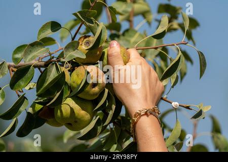 Die Hand der Frau pflückt Früchte. Eine Birne aus einem Zweig auswählen. Stockfoto