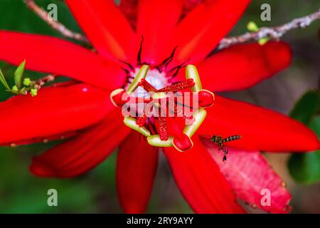 Passiflora coccinea Stockfoto