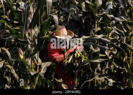 Chilpancingo, Guerrero, Mexiko. September 2023 29. Ein 50-jähriger Mann entblättert das Maisfeld in der Stadt Tixtla in Guerrero, Mexiko (Bild: © David Juarez/ZUMA Press Wire) NUR REDAKTIONELL! Nicht für kommerzielle ZWECKE! Stockfoto