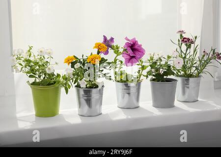 Verschiedene wunderschöne Blumen in Töpfen auf Fensterbank Stockfoto