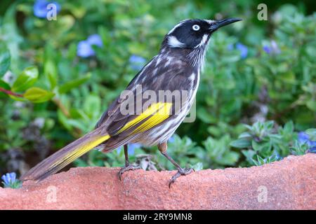 New Holland Honeyeater, Phylidonyris novaehollandiae Subart longirostris, mit Blick nach oben in einem Garten in Westaustralien. Stockfoto