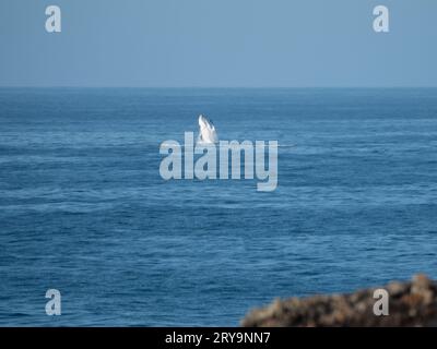 Ein Buckelwal, der während der Migration nach Süden, Australien, an der Küste vorbeizieht Stockfoto