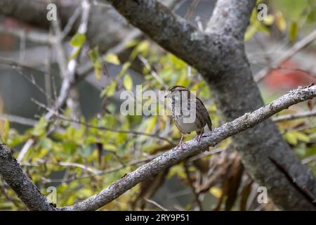 Der Weißkehlsperling (Zonotrichia albicollis) Stockfoto