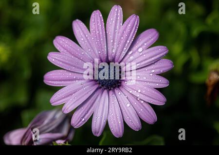 Violette Gänseblümchen mit Wassertropfen nach Regen Stockfoto