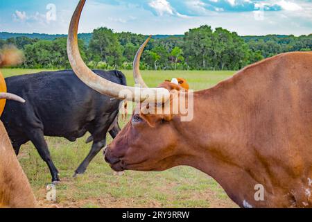 Texas Bull mit langen Hörnern auf einem Feld im Sommer. Umgeben von anderen Kühen und Stieren Stockfoto