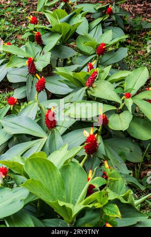 Costus comosus (Roter Turm Ginger) Stockfoto