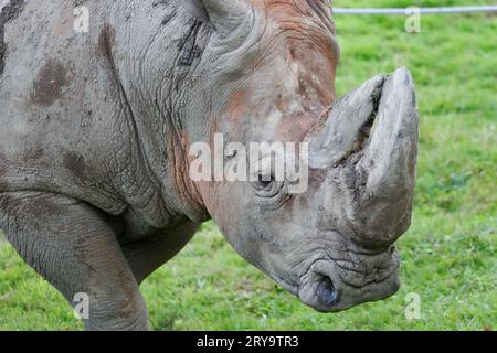 Weißes Rhinozeros in Gefangenschaft. Québec, Kanada Stockfoto