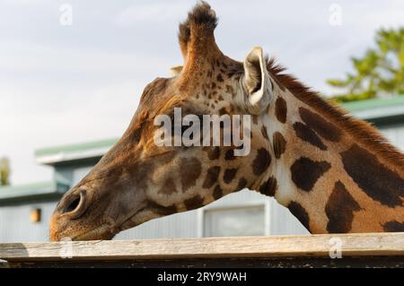 Giraffen-Kopfschuss in einem Zoo. Québec, Kanada Stockfoto