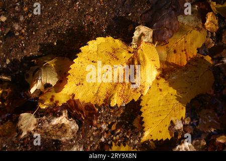 Hellgelbe Haselnussblätter, die im frühen Herbst im Wasser schweben. Schöner Herbsthintergrund Stockfoto