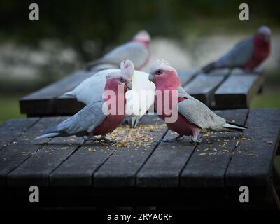 Ein Paar graue und rosa Galahs sitzt auf einem Grilltisch und isst Samen. Verschwommener Hintergrund mit mehr Vögeln und Kopierraum. Weißer Kakadu im Hinterkopf. Stockfoto