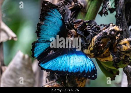 morpho Helionor Schmetterling im amazonaswald, Perú. Stockfoto