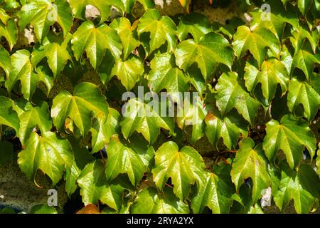 Bostoner Efeu oder Parthenocissus tricuspidata-Pflanze an der Wand. Japanischer Kriechgang oder japanische Efeu-Kletterpflanze Stockfoto