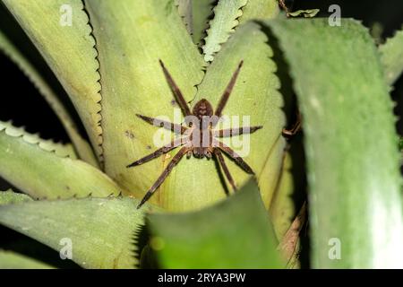 Phoneutria fera (Bananenspinne) Stockfoto