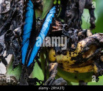 morpho Helionor Schmetterling im amazonaswald, Perú. Stockfoto