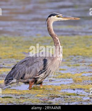 Porträt des Großen Blauen Reihers im Sumpf, Ostkanada Stockfoto