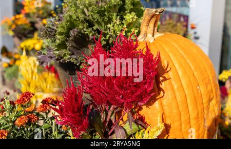 Farbenfroher Texturhintergrund mit Herbstblumen in einem sonnigen Topf im Freien, einschließlich Chrysanthemen, Plume Celosia, Zierkohl und Kürbisse Stockfoto