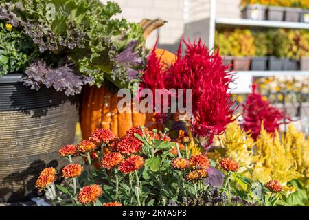 Farbenfroher Texturhintergrund mit Herbstblumen in einem sonnigen Topf im Freien, einschließlich Chrysanthemen, Plume Celosia, Zierkohl und Kürbisse Stockfoto