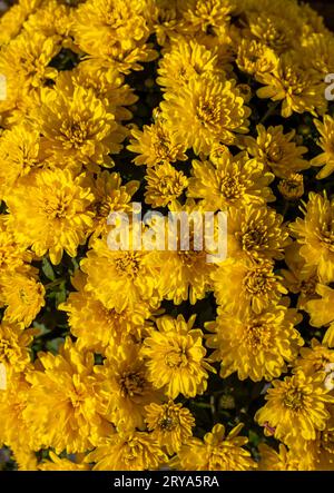 Abstrakter Texturhintergrund im Vollformat mit herbstgelben Chrysantheme-Blüten in einem sonnigen Topf im Freien Stockfoto