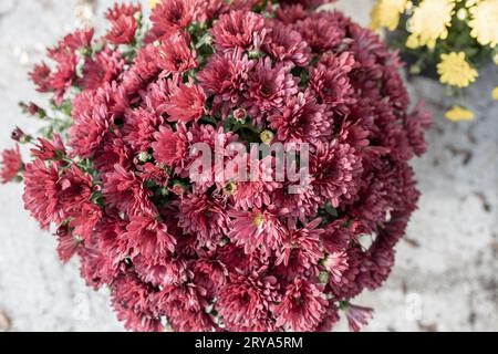 Draufsicht abstrakter Texturhintergrund mit gedeckten, burgunderroten, rosa Chrysantheme-Blüten in einem sonnigen Topf im Freien Stockfoto