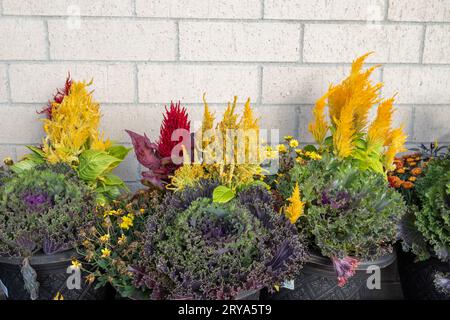 Farbenfroher Hintergrund mit Herbstblumen in einem sonnigen Topf im Freien, einschließlich Chrysanthemen, Plume Celosia und Zierkohl Stockfoto