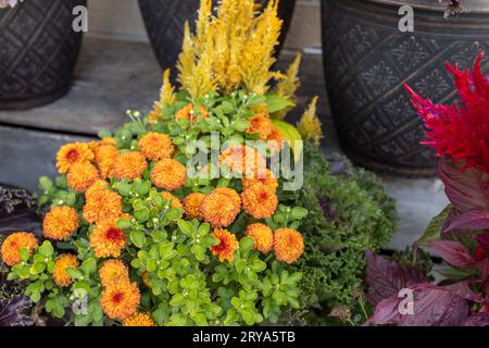 Farbenfroher Hintergrund mit Herbstblumen in einem sonnigen Topf im Freien, einschließlich Chrysanthemen, Plume Celosia und Zierkohl Stockfoto