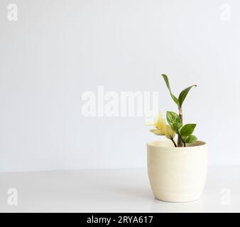 Vervielfaßte Zamioculcas zamiifolia (ZZ-Pflanze) Pflanze in einem Keramiktopf auf weißem Hintergrund mit Kopierraum Stockfoto