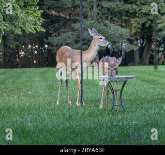 Nahansicht eines Hirschmutters und ihres Kätzchens, bei dem man in einem Vogelbad in einem großen grasbewachsenen Hof einen Drink bekommt Stockfoto