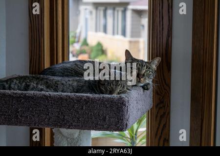 Nahaufnahme von zwei grauen Tabby-Katzen, die in einem mit Teppich ausgelegten Katzenbaum vor einem Fenster schlafen, wobei eine auf die Kamera schaut Stockfoto