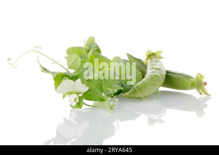 Frische grüne Erbsen-Hülse Stockfoto