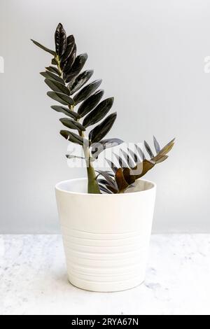 Zamioculcas Zamifolia schwarze Pflanze im weißen Topf auf weißem Hintergrund Stockfoto