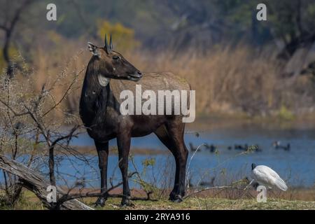 Männchen Nilgai oder Bluebuck oder blaue Kuh im Bharatput Nationalpark Stockfoto