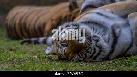 Royal Bengal Tiger schlafen und entspannen in einem Zoo in Afrika Stockfoto