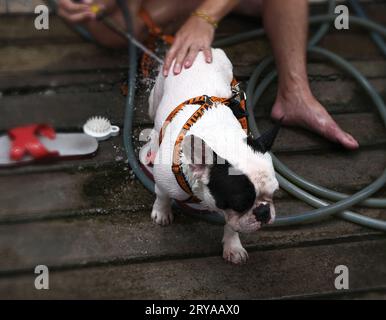 Der Besitzer mit dem süßen französischen Bulldog nimmt ein Bad Stockfoto