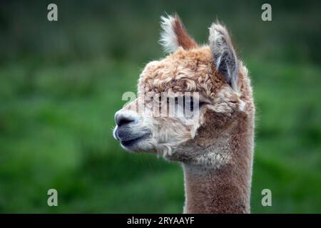 Ein Nahporträt des Kopfes eines braunen und weißen Alpakas. Nach links starrend stehen die Ohren nach oben. Stockfoto