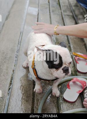 Der Besitzer mit dem süßen französischen Bulldog nimmt ein Bad Stockfoto