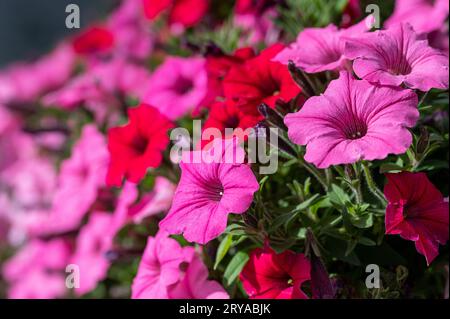 Petunia blüht in einem Blumenbeet in Norrköping im Sommer in Schweden. Stockfoto