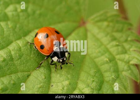 Detaillierte Nahaufnahme des süßen roten Marienvogels mit sieben Punkten, Coccinella septempunctata, der auf einem grünen Blatt sitzt Stockfoto